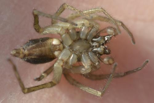 Clubiona sp.